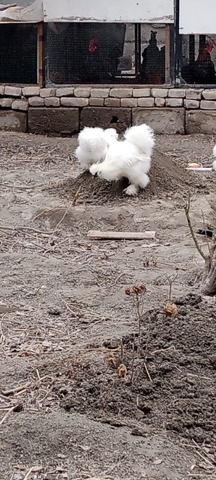 Декоративные товуклар сотилади