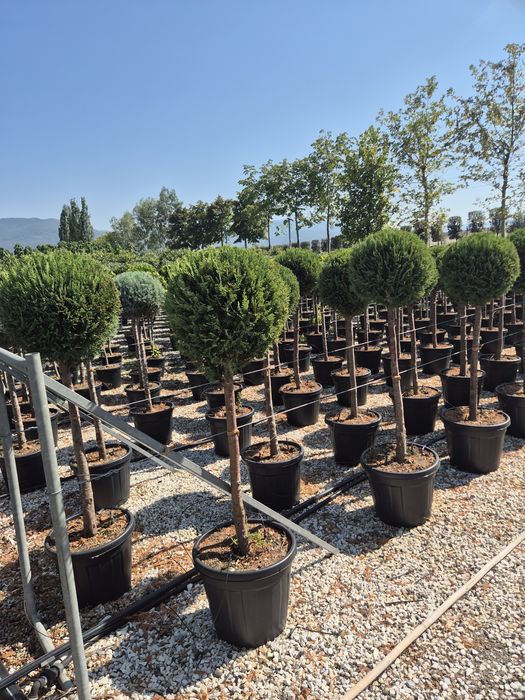Plante ornamentale livrare gratuita