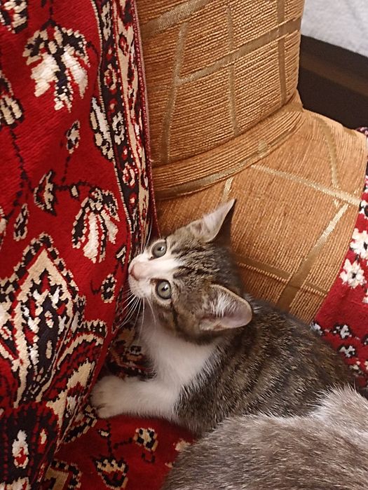 Продам котенка 2000