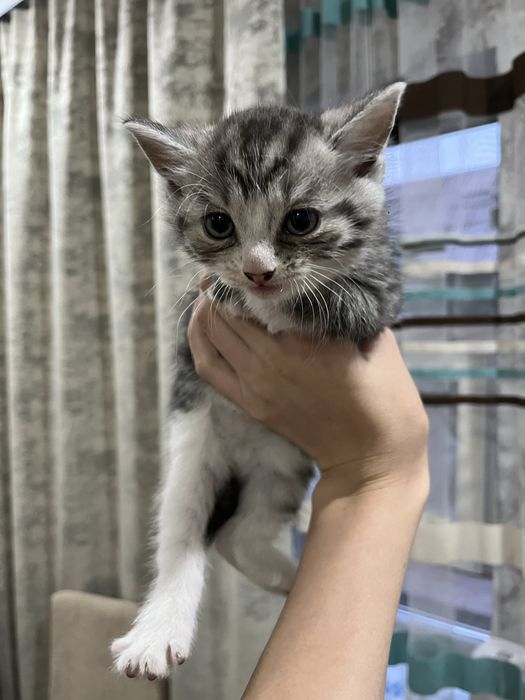 отдам котенка девочку