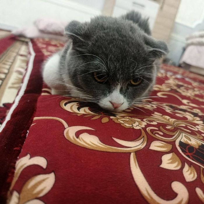 Мушук британские