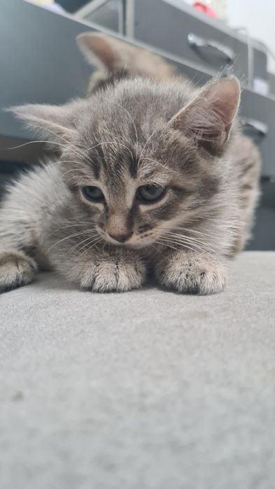 Отдам котят в добрые руки