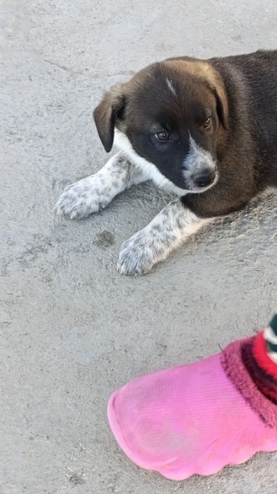 Erkak toza kuchukcha hadyaga