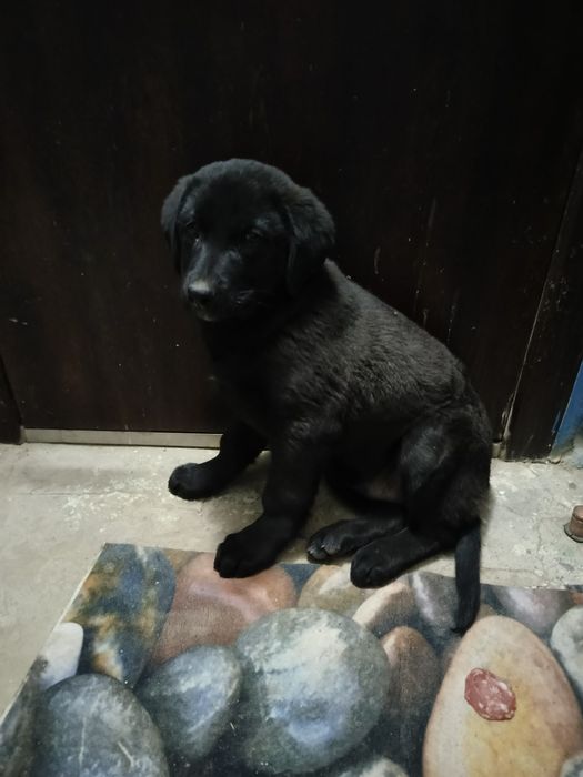 Щенок мальчик ищет дом