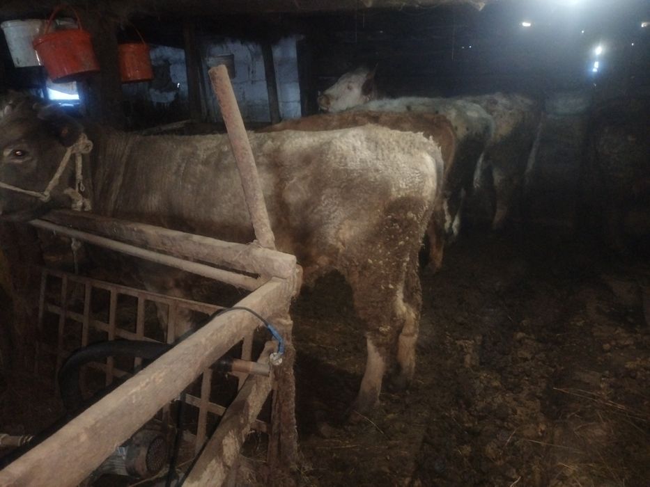 Откорм букалар сатылады