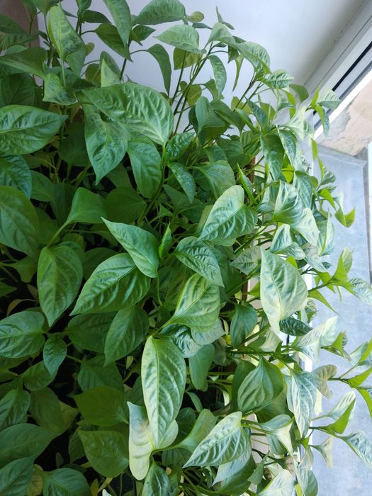 Продам рассаду помидор, перцев