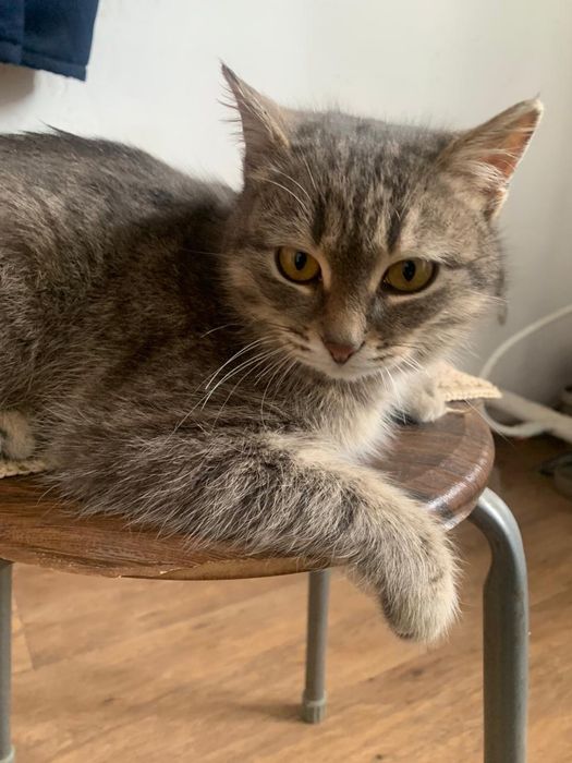 Отдадим в добрые руки кота