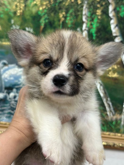 Щенки Вельш Корги пемброк