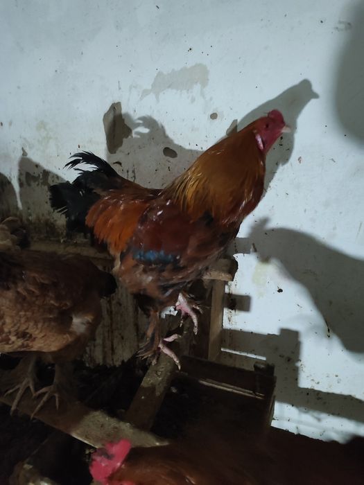 Домашние  Молодые Петушки 8-9 месяцев месяцев