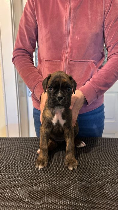 Puii Boxer German de vânzare