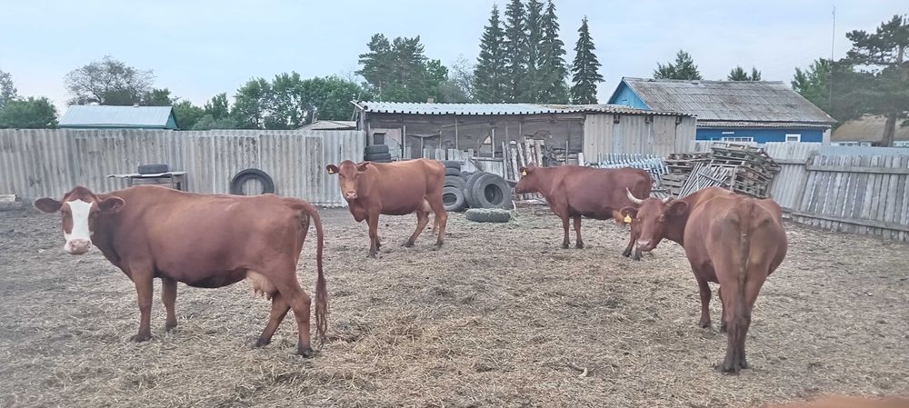 Продам камолых коров