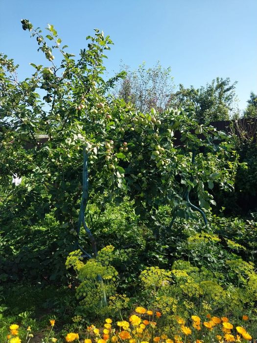 Продам дачу 7 соток