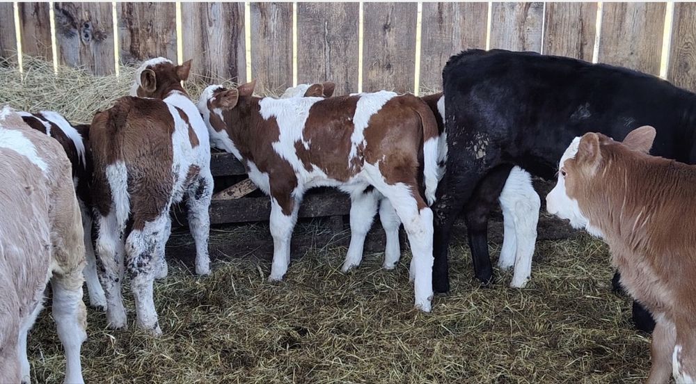 Aduc vitei pe comanda in toata roamnia