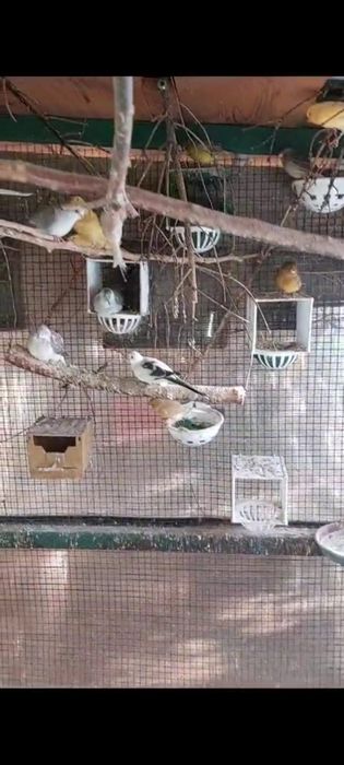 Papagali Rosella, Cîntători, kakariki,