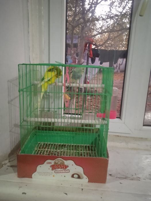 Екі папугай сатылады бағасы 30000тг екеуі