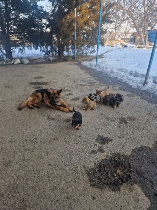 Отдам бесплатно щенка