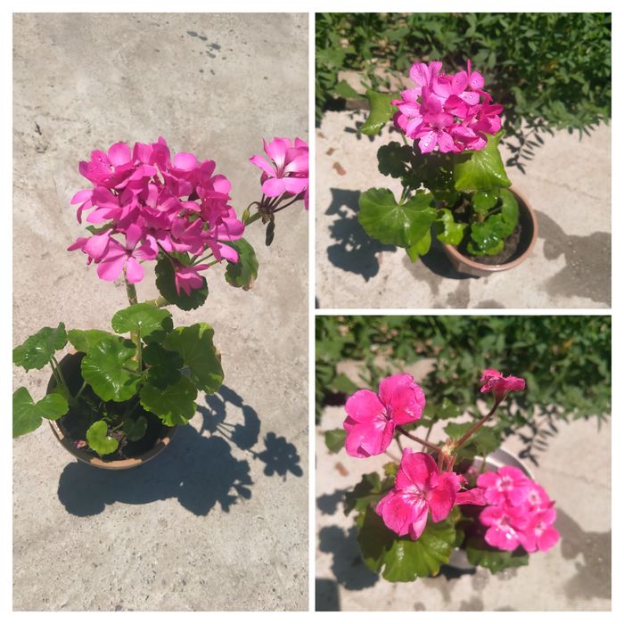 Продам герань,алое, бегония