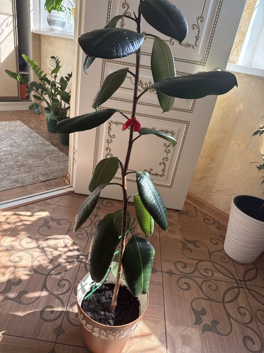 фикус эластика комнатное растение