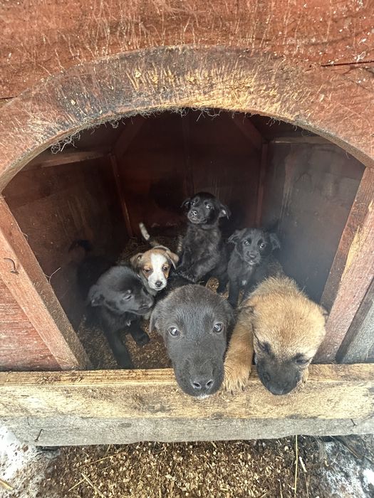 Donez caini sorecari