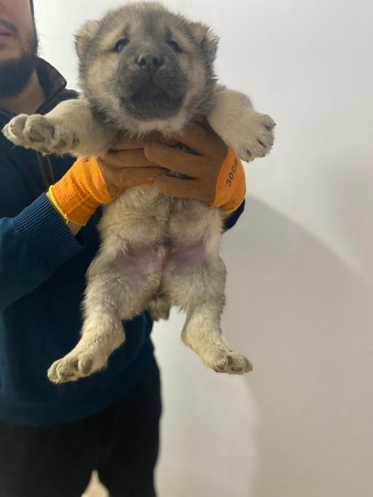 Продам САО Алабай