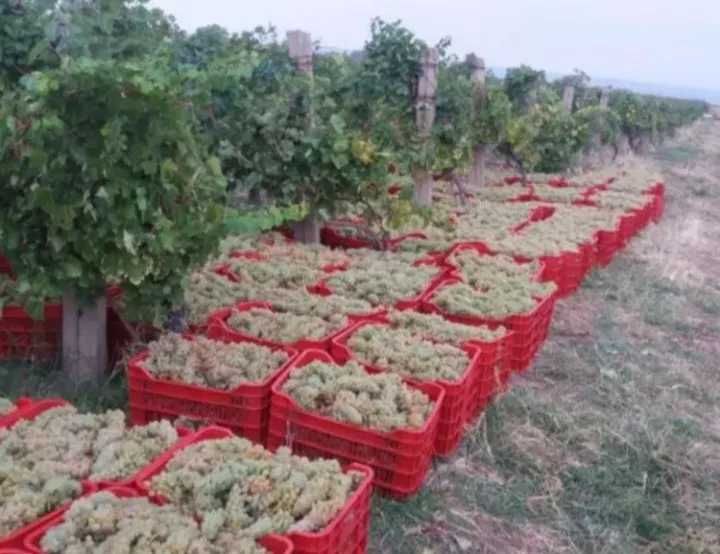 Vand Struguri de Vin