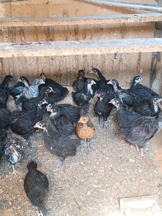 Продам цыплят,цыплят