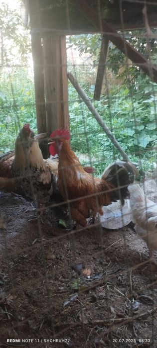 Qizil xuroz sotiladi