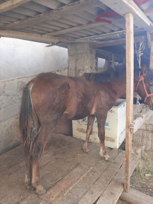 Жабағлы    сатылады