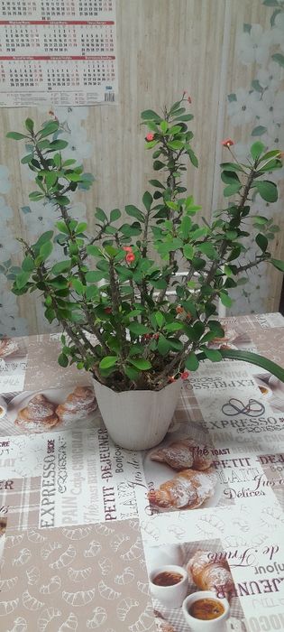 Комнатный цветы,цены разные.