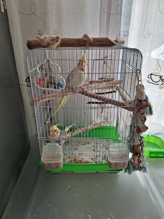 Pasari de companie