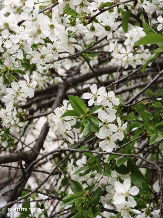 Xiaomi 15t pro 12/512gb черный