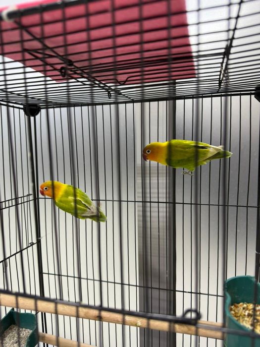 Красивые, ухоженные попугаи