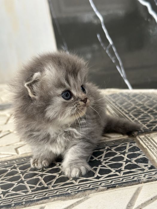Продаются котятки