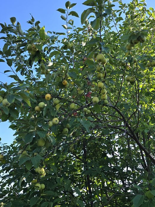 Продается Дача Геолог