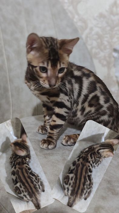 Тозза бенгал боласи сотилади.