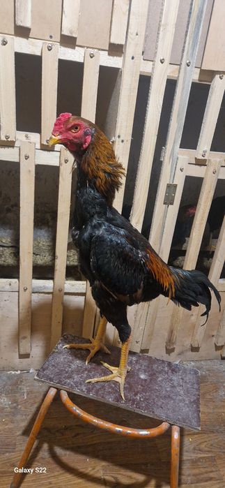 Дакан хинт майски