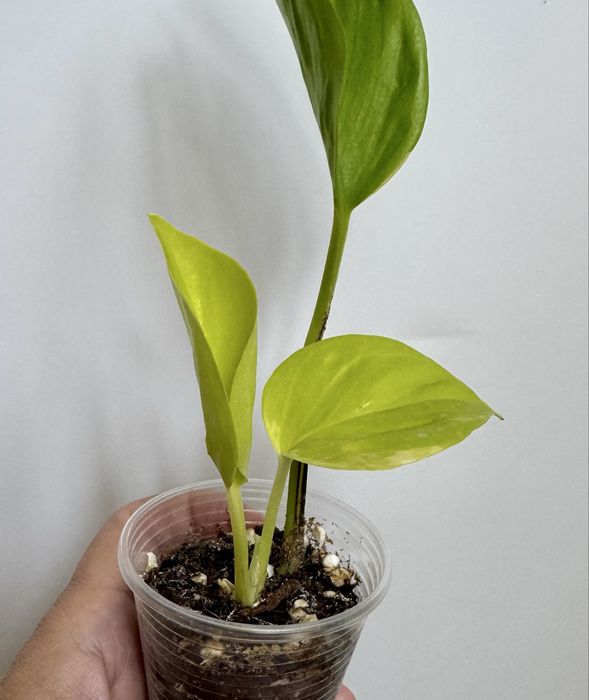 Сциндапсус Сильвер Клауд! Эпипремнум ! Комнатные цветы!