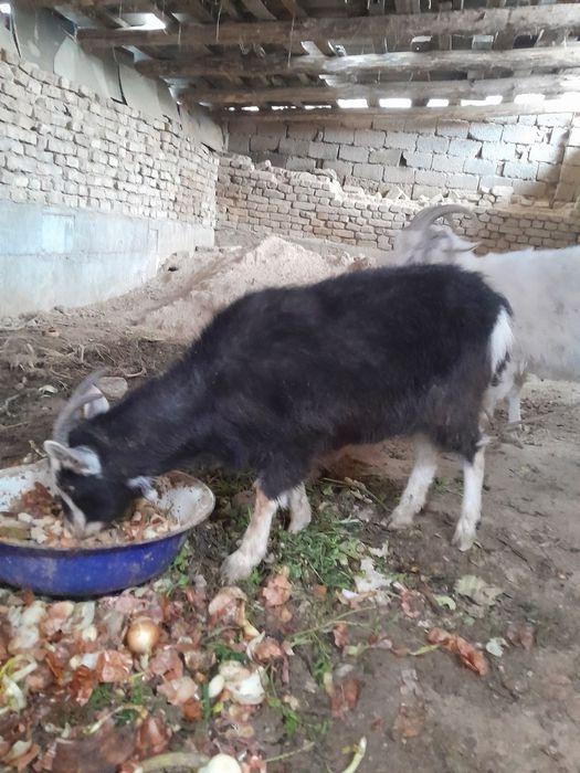 ассалому алейкум солик эчкилар сотилади 2.5  3 литргача сути бор