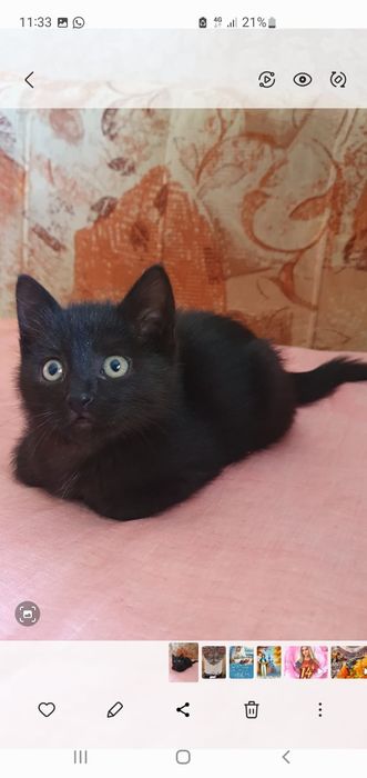 Отдам котёнка в добрые руки