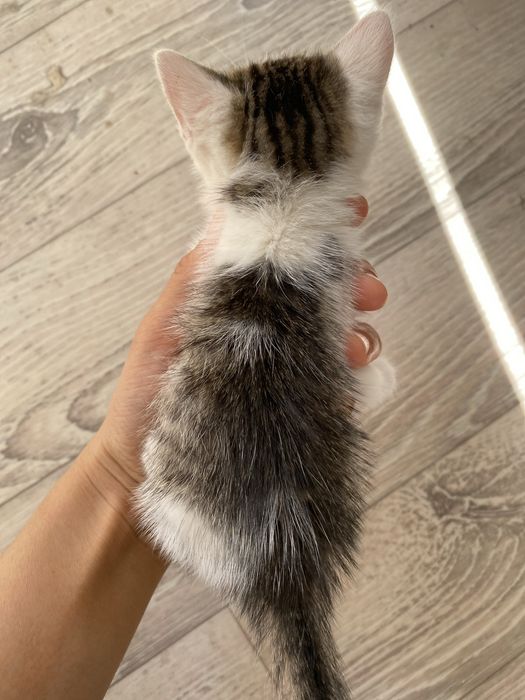 котята бесплатно
