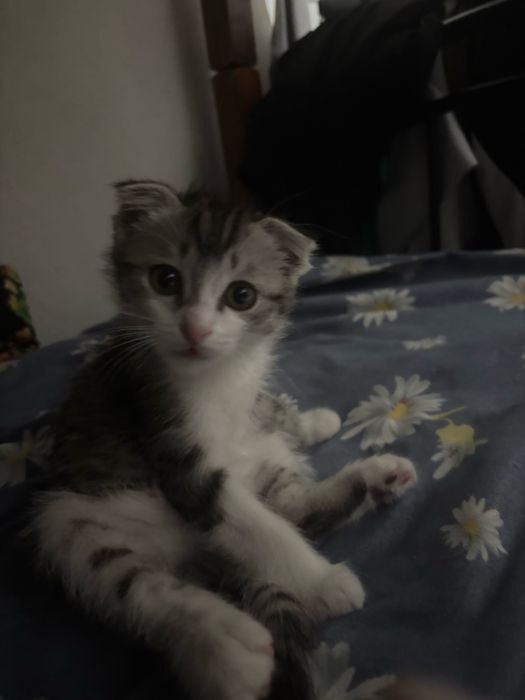 котенок 4 месяца