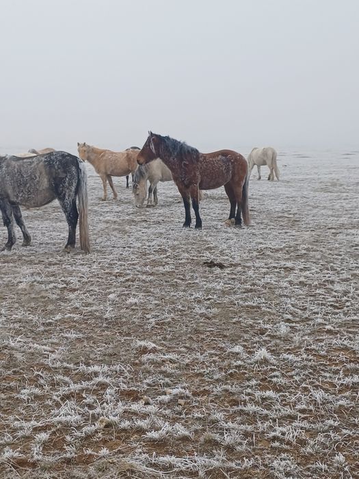 Айғыр 7-жасар сатылады