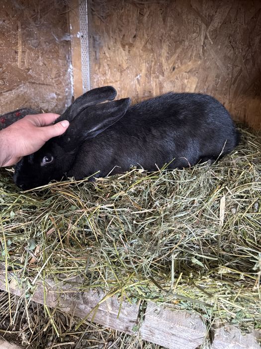 Vand 6 iepuri Uriasi Germani Negrii de un an