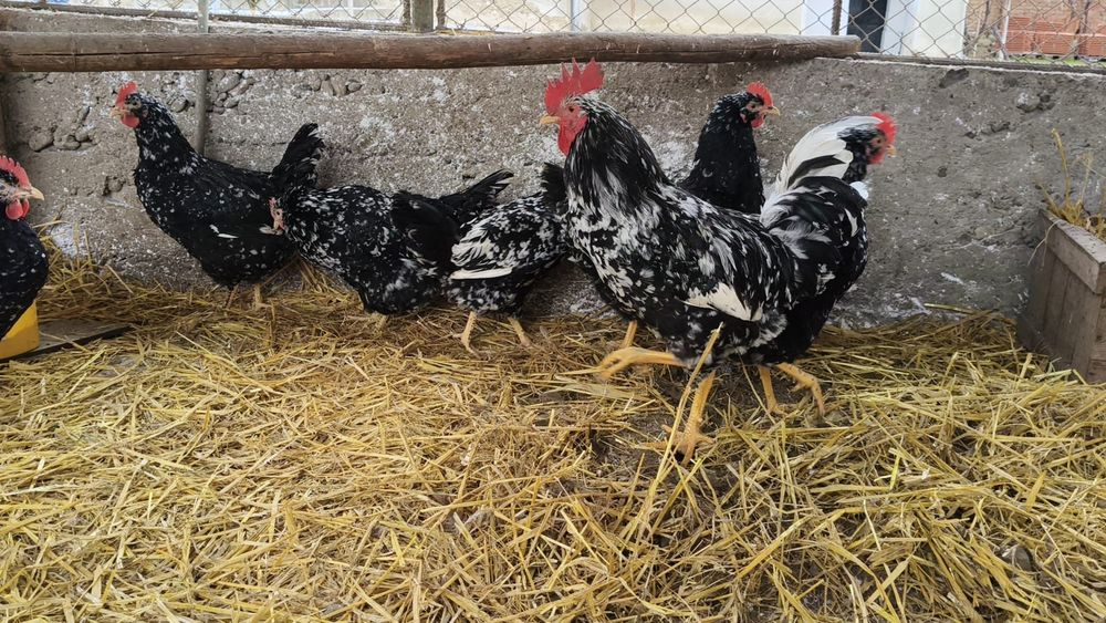 Mixt de ouă de la găinile din poze