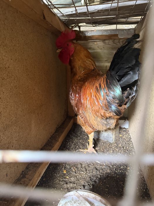 Продам Петухов Кучинский