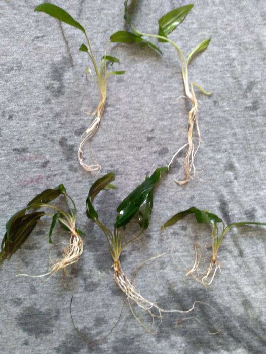 Растения за аквариум