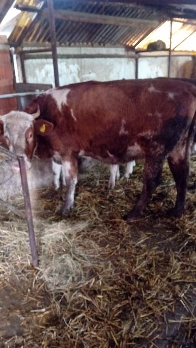 Vând vaca la prima fatare momentan nu este gestanta