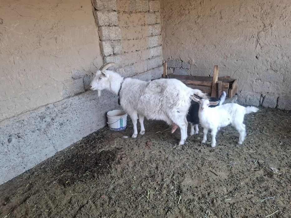 Ешкі сатылады лақты ешкі