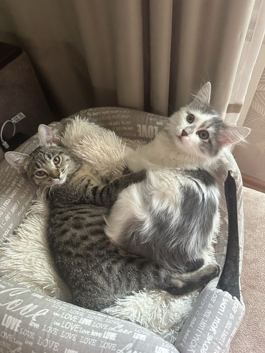 Котятки ищут дом