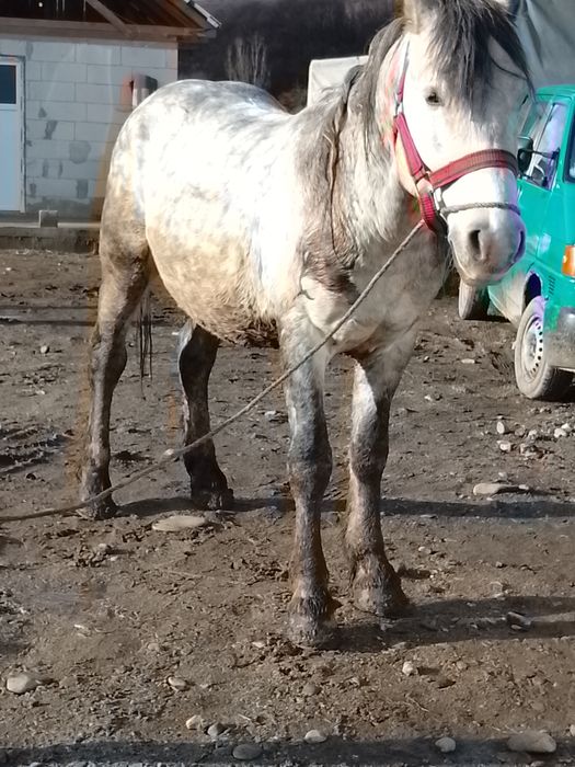 Cal de vânzare de 5ani